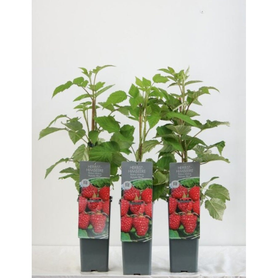 Hallon – Rubus idaeus 'Autumn Bliss' - C2 30-40 CM
